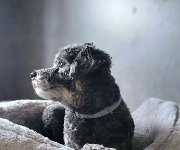 Lifetime Veterinary Care