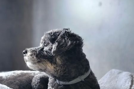 Lifetime Veterinary Care