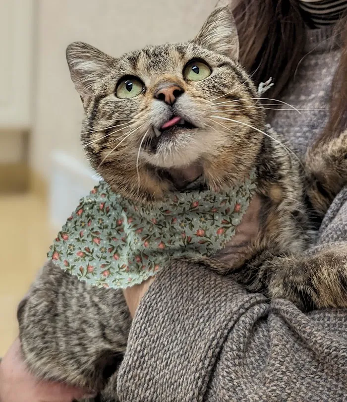 Lifetime Veterinary Care 12