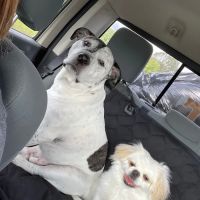 Cottonwood Veterinary Center ico