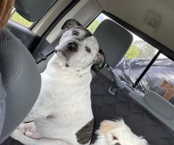 Cottonwood Veterinary Center