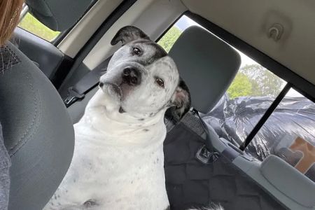 Cottonwood Veterinary Center