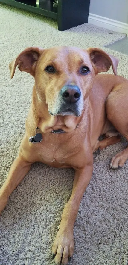 Cottonwood Veterinary Center 12