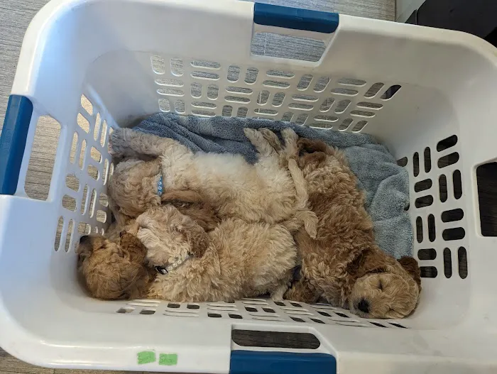 Hamilton Veterinary Clinic 3