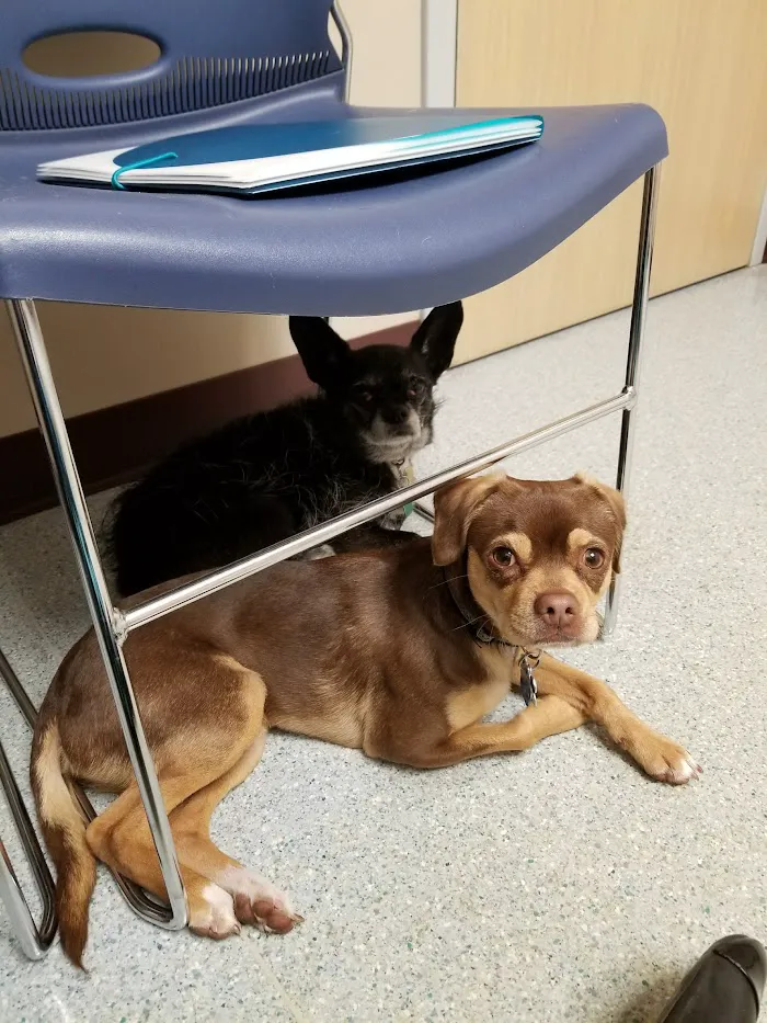Hamilton Veterinary Clinic 7