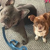 Hamilton Veterinary Clinic ico