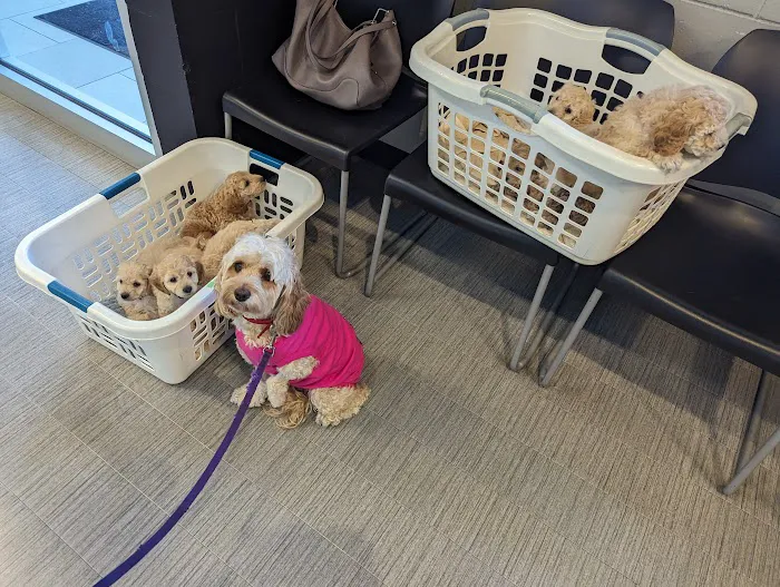 Hamilton Veterinary Clinic 4