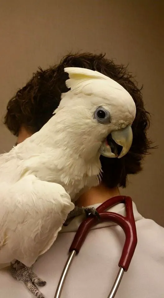 Kingdom Animal Hospital 4