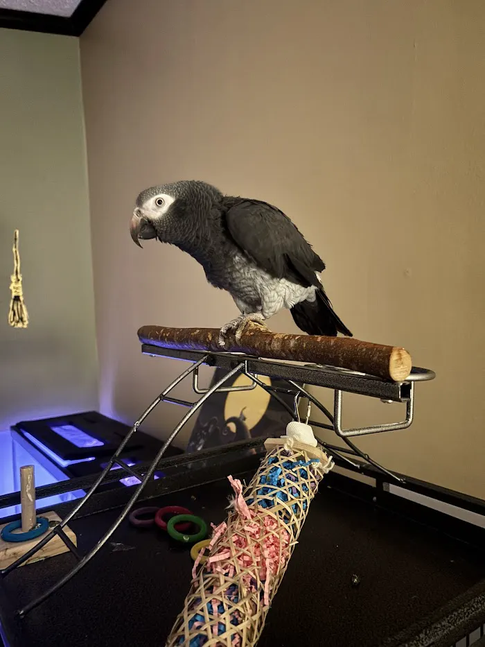 Kingdom Animal Hospital 7