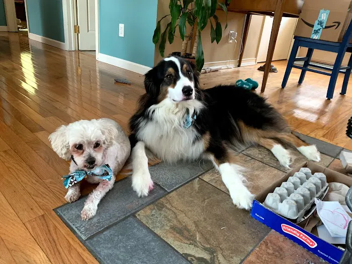 Kingdom Animal Hospital 6