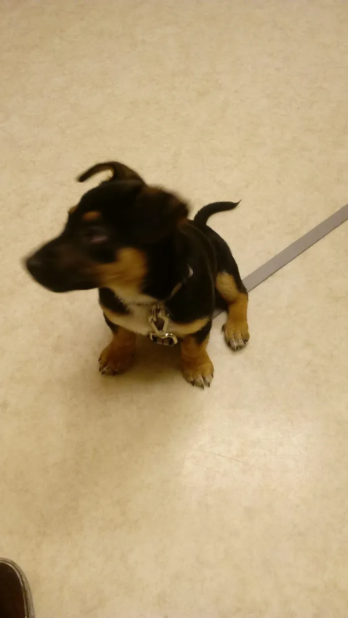 Kingdom Animal Hospital 8