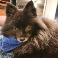 Mapleview Animal Hospital ico