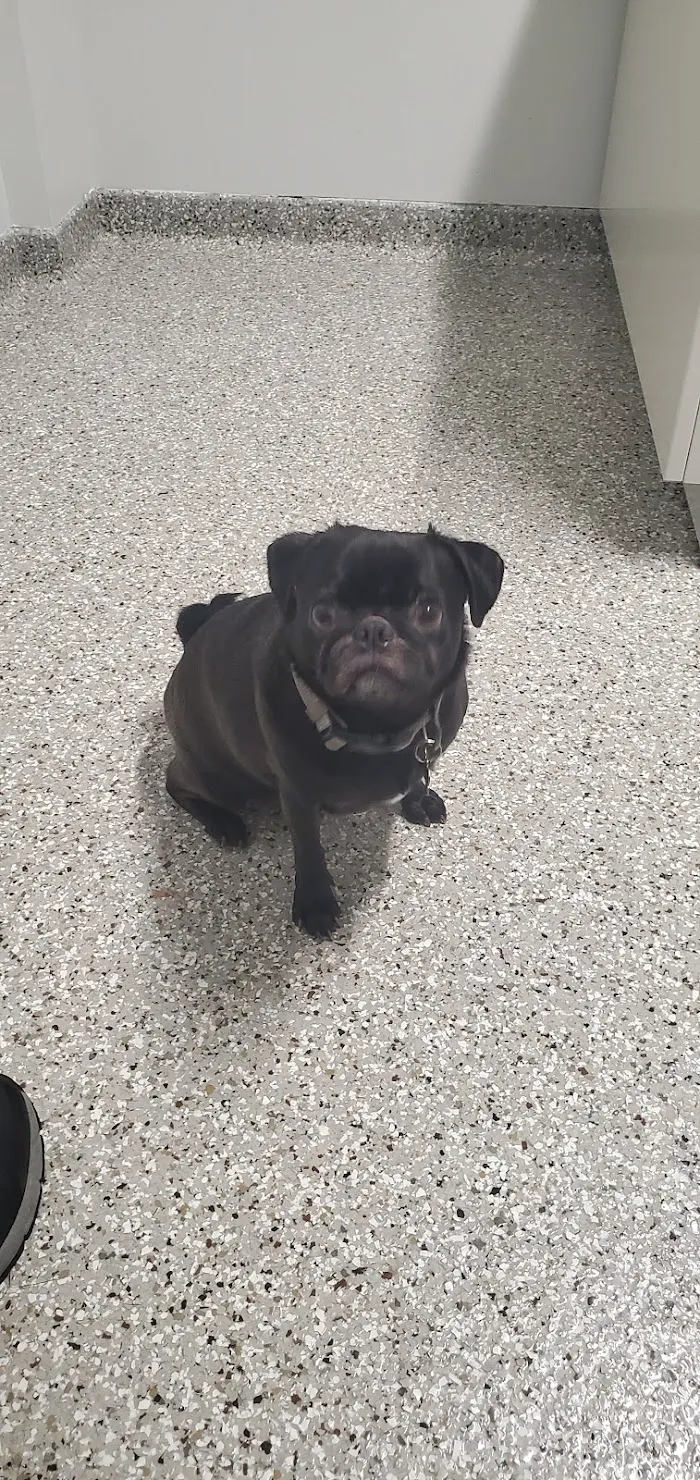 Mapleview Animal Hospital 10