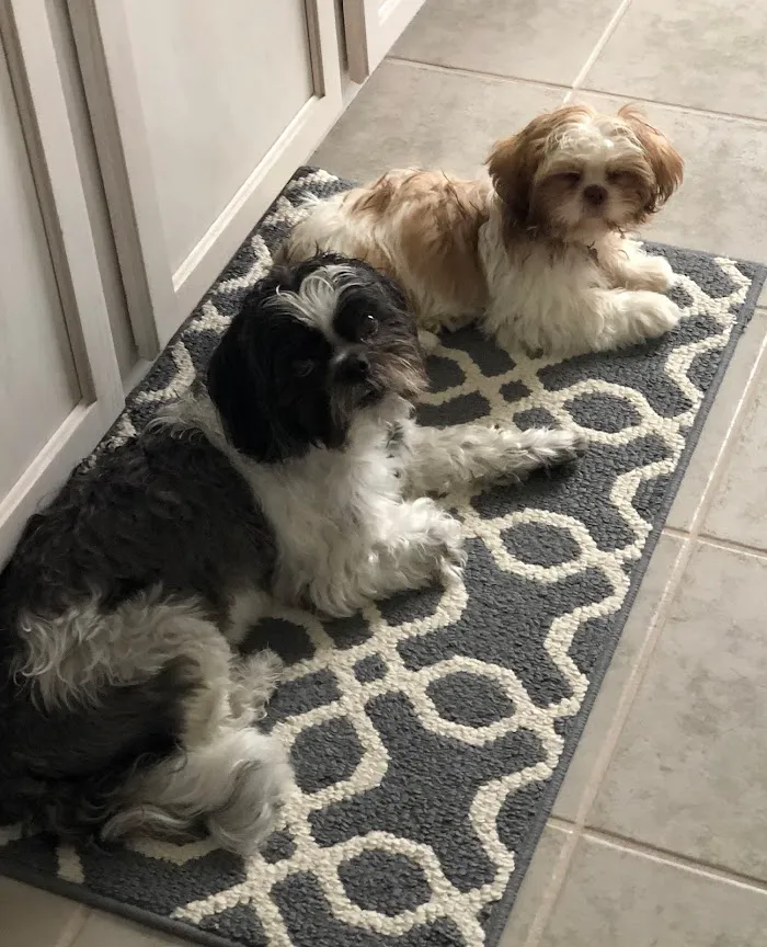 Mapleview Animal Hospital 4