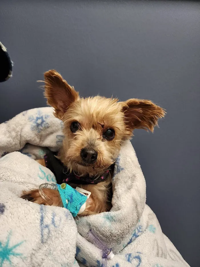 Emergency Veterinary Care Centers 12