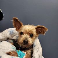 Emergency Veterinary Care Centers ico