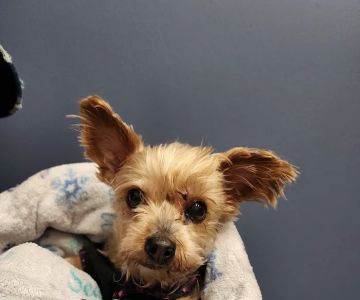 Emergency Veterinary Care Centers
