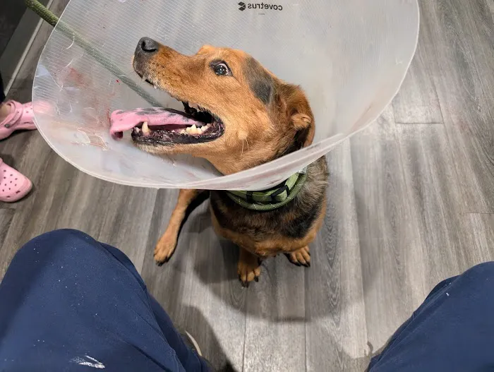 Emergency Veterinary Care Centers 12