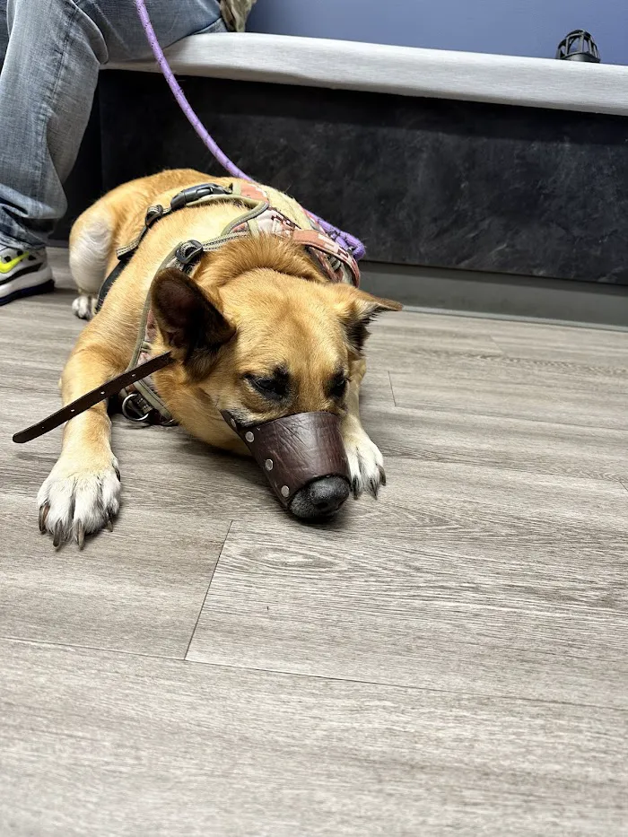 Emergency Veterinary Care Centers 12