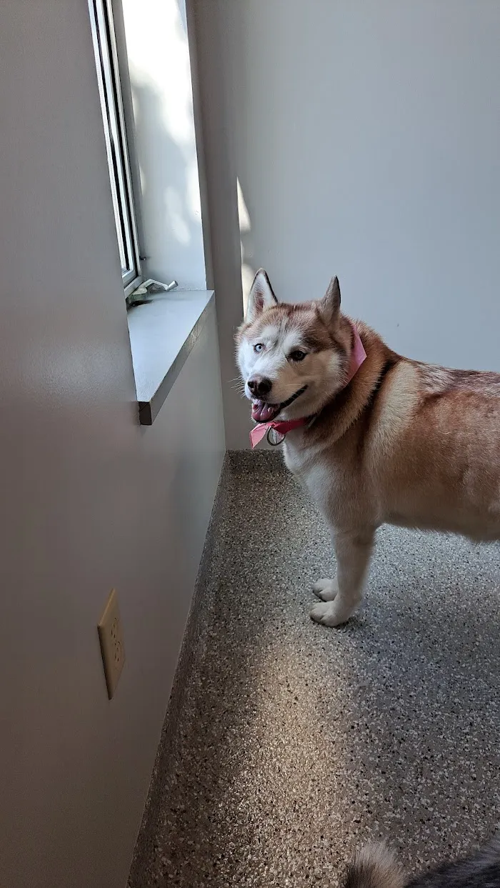 Mapleview Animal Hospital: Jennings Susan DVM 7