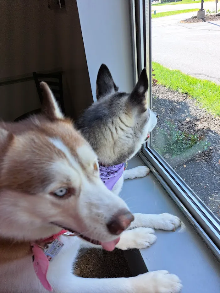 Mapleview Animal Hospital: Jennings Susan DVM 4