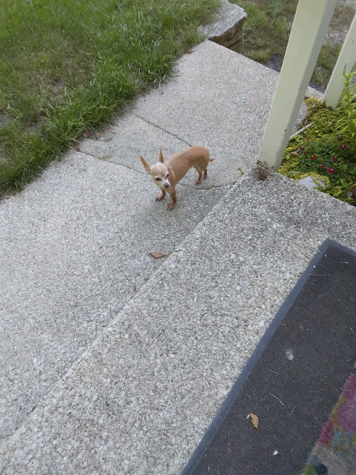 Mapleview Animal Hospital: Jennings Susan DVM 9