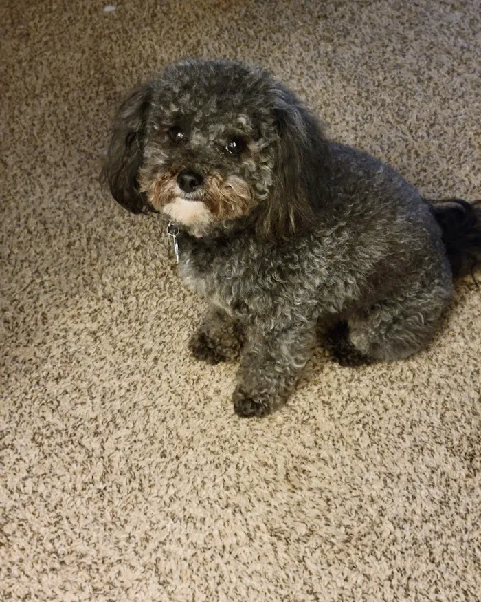 Mapleview Animal Hospital: Jennings Susan DVM 6