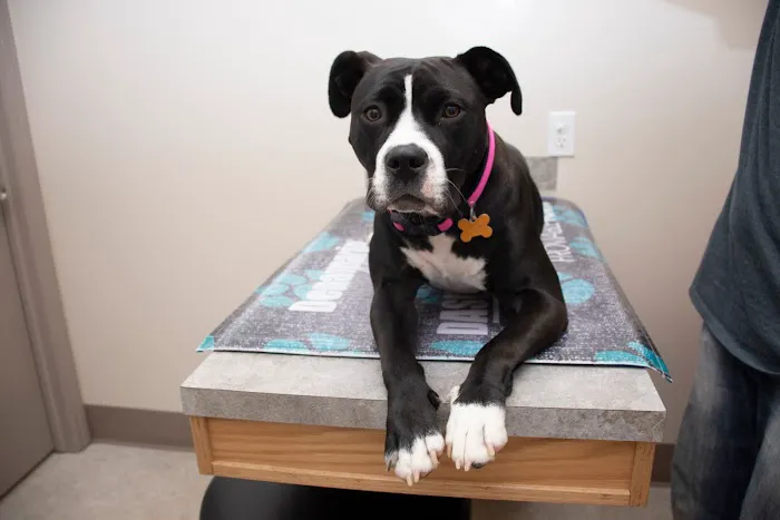 Ottawa Animal Hospital West 7