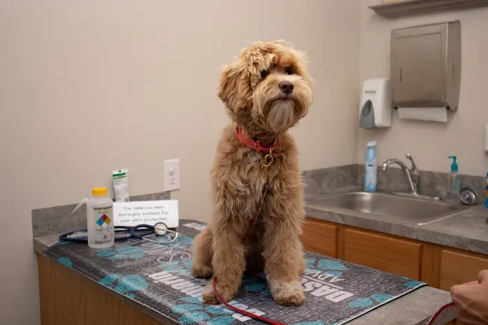 Ottawa Animal Hospital West 2