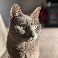 Zeeland Veterinary Service ico