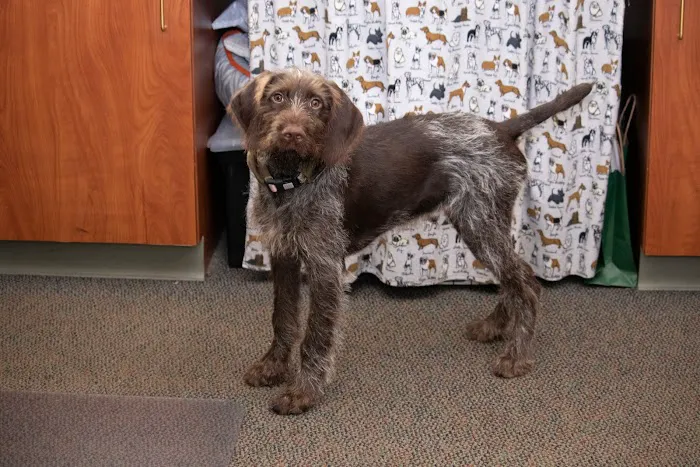 Ottawa Animal Hospital East 7