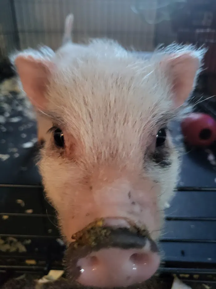 Swine Veterinary Services-Michigan 1
