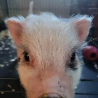 Swine Veterinary Services-Michigan ico