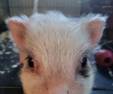Swine Veterinary Services-Michigan