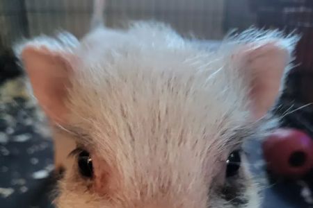 Swine Veterinary Services-Michigan