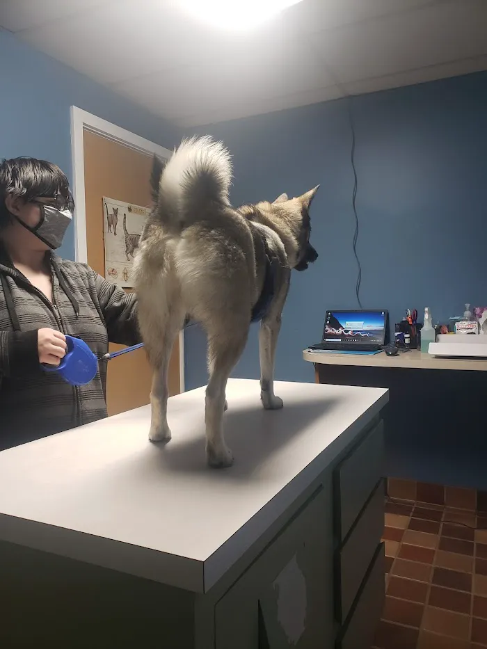 Animal Clinic of Holland PLLC 7