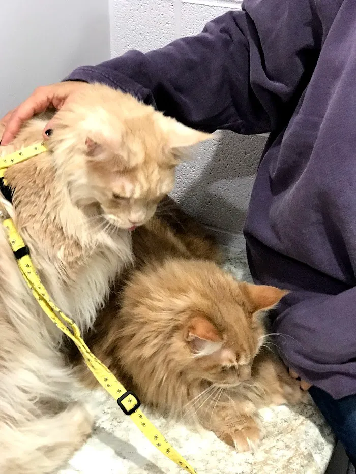 Animal Clinic of Holland PLLC 5