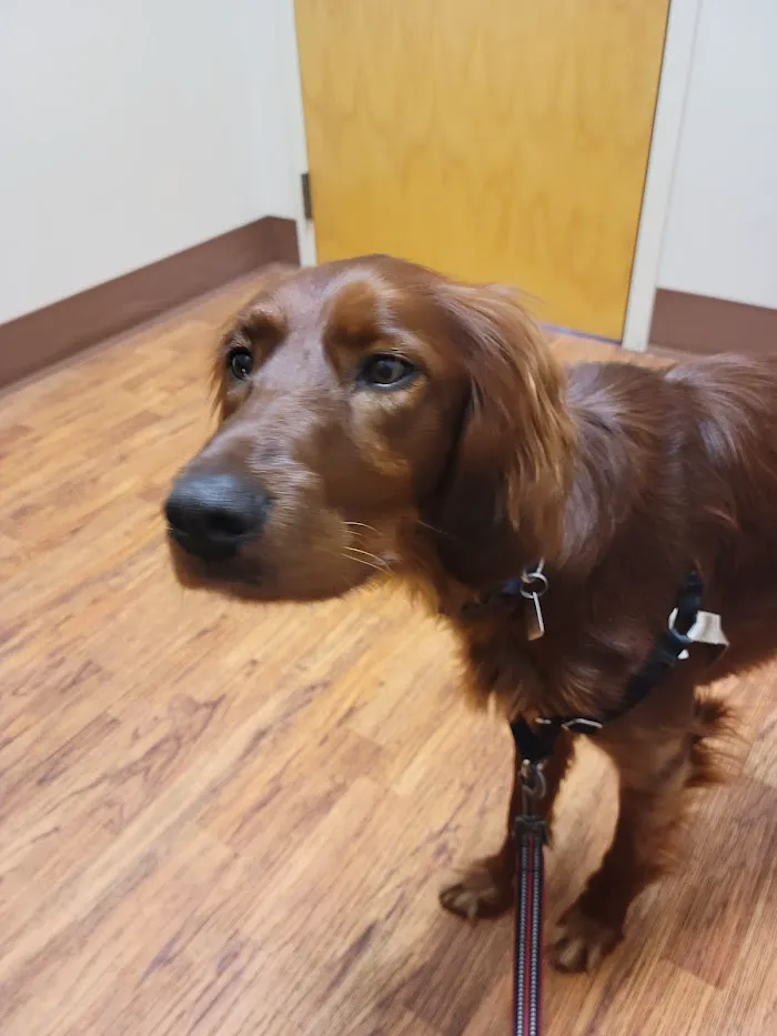 Pet Pals Veterinary Hospital 4