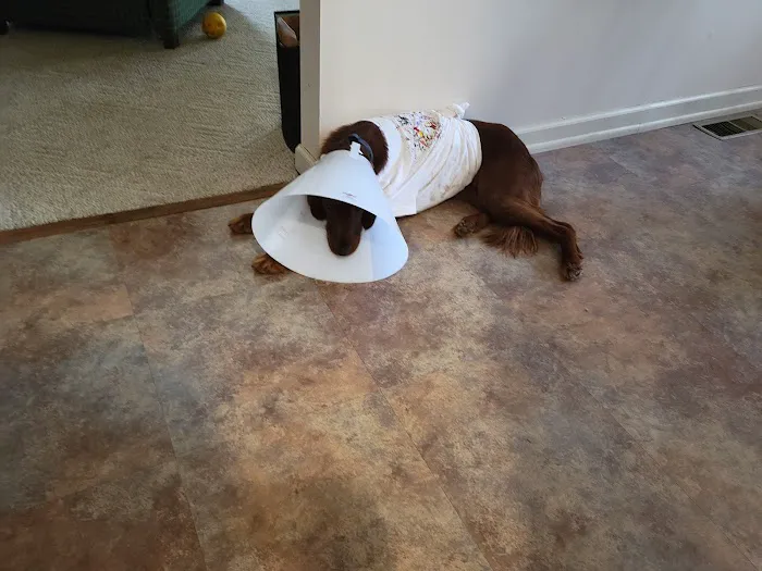 Pet Pals Veterinary Hospital 6