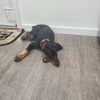 Mt. Comfort Animal Hospital ico