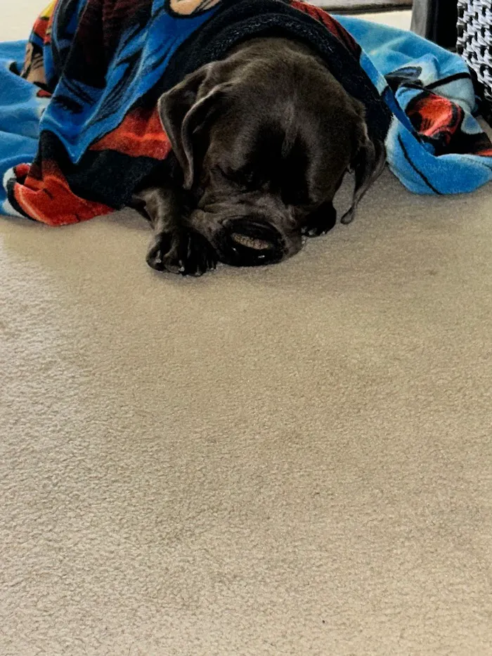 Mt. Comfort Animal Hospital 12