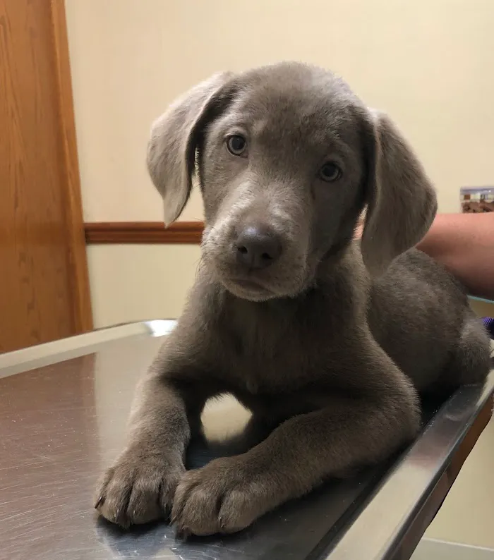 Mt. Comfort Animal Hospital 12