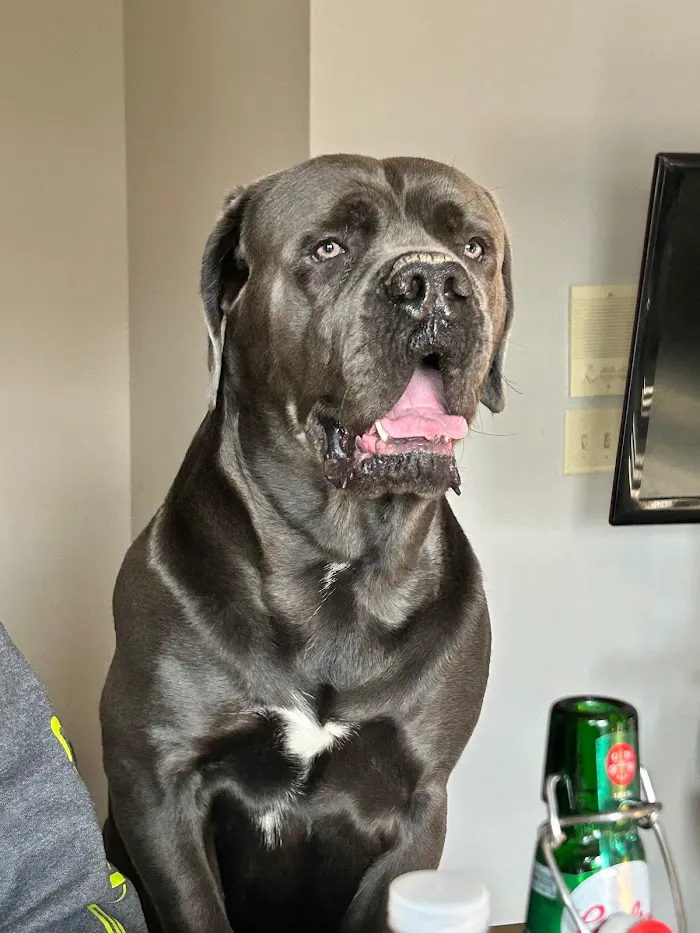 Mt. Comfort Animal Hospital 12
