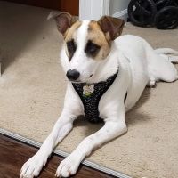 Broad Ripple Animal Clinic ico
