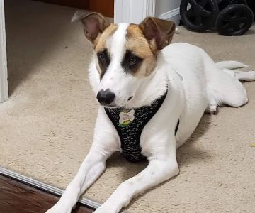 Broad Ripple Animal Clinic