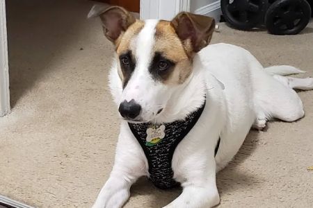 Broad Ripple Animal Clinic