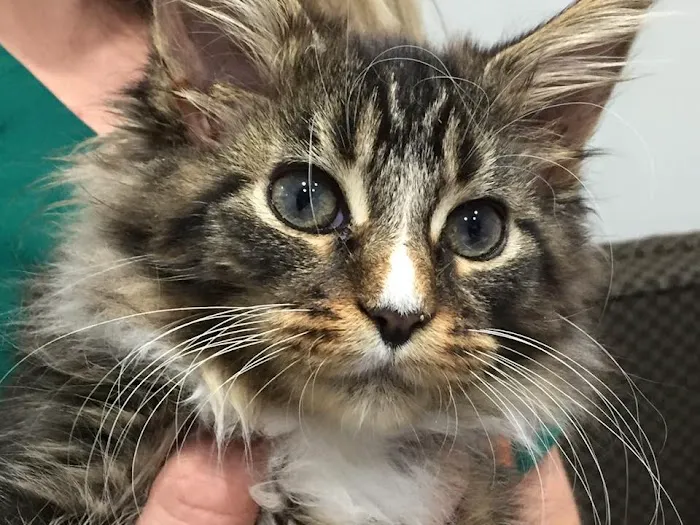 Broad Ripple Animal Clinic 12