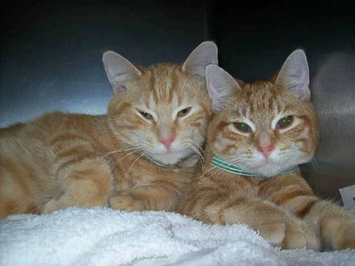 Lafayette Road Veterinary Hospital 5