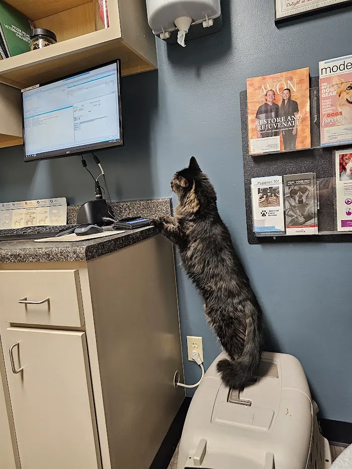Avon Veterinary Clinic 12