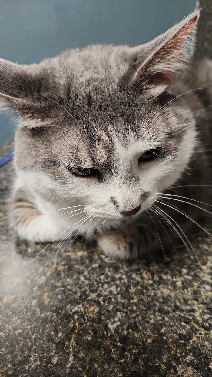 Avon Veterinary Clinic 12